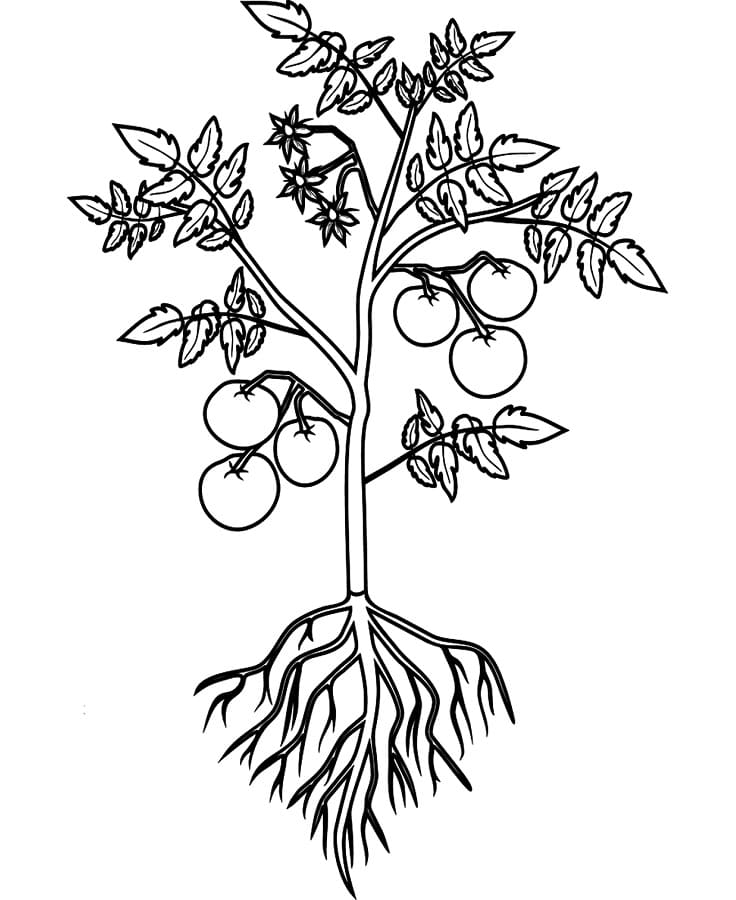Kostenlose Tomate für Kinder ausmalbilder