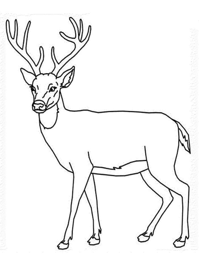 Kostenloser Hirsch ausmalbilder