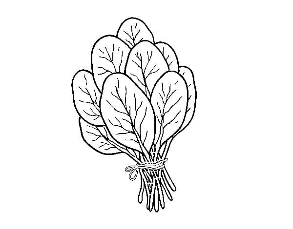 Kostenloser Spinats Ausdruck für Kinder ausmalbilder