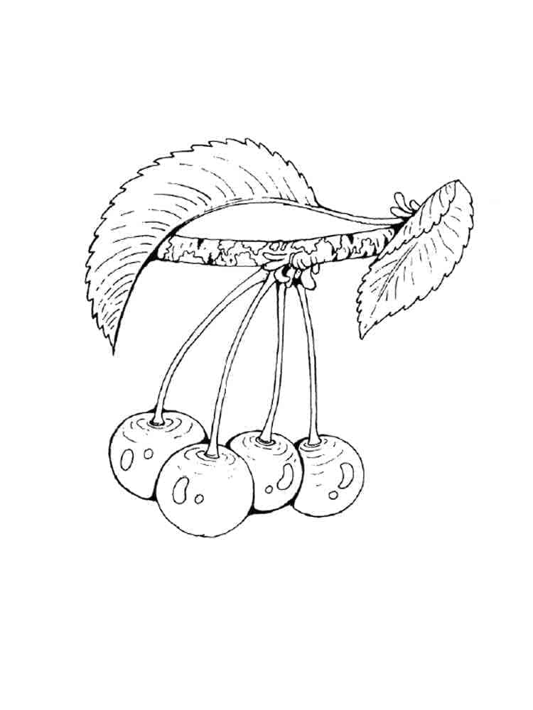 Leichte Kirsche ausmalbilder