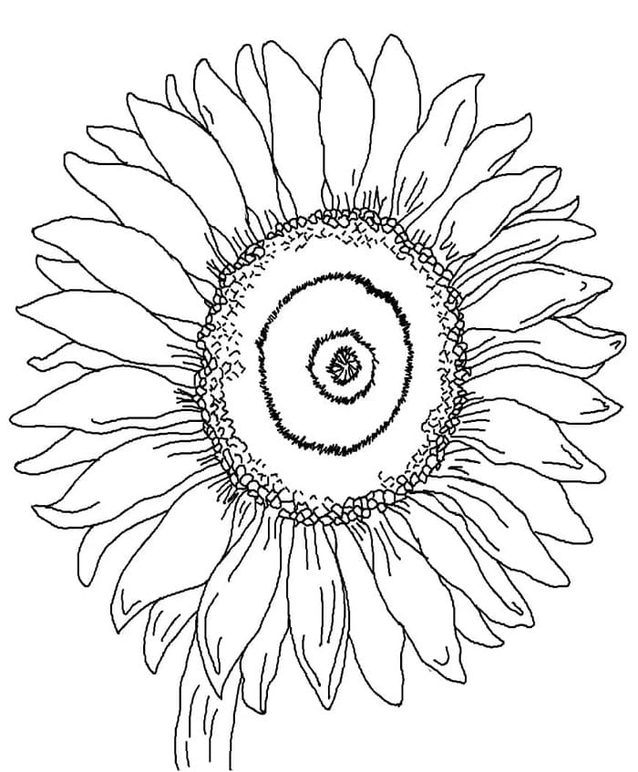Leichte Sonnenblume ausmalbilder