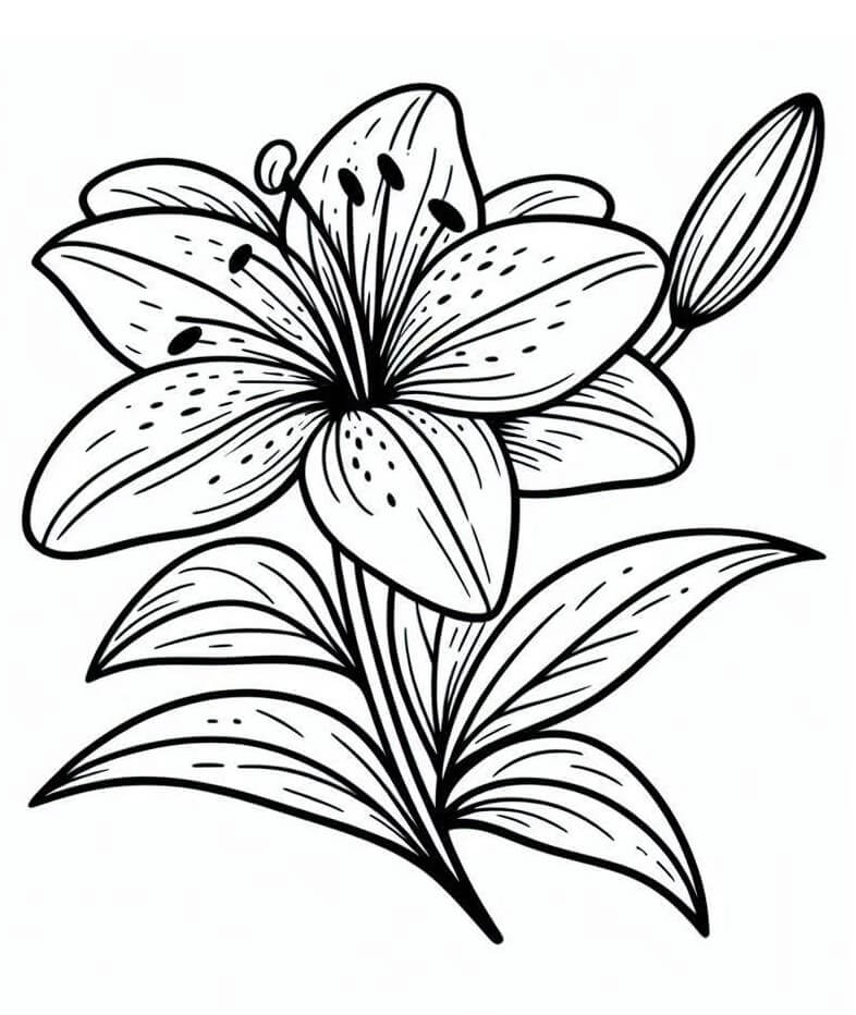 Liebliche Lilie ausmalbilder