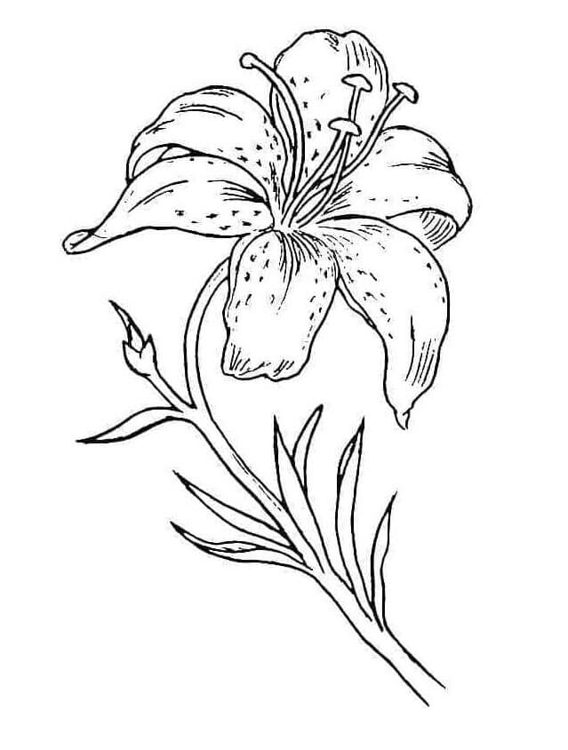 Lilie ausdrucken ausmalbilder