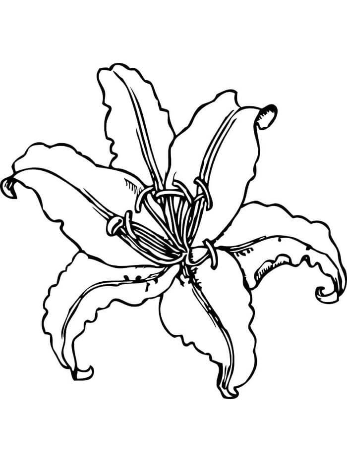 Lilie druckbar für Kinder ausmalbilder