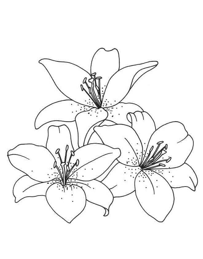 Lilie druckfertig ausmalbilder