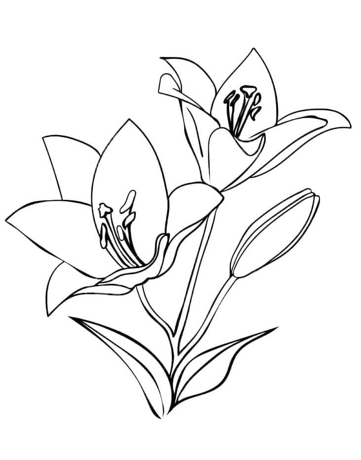 Lilie für Kinder ausmalbilder