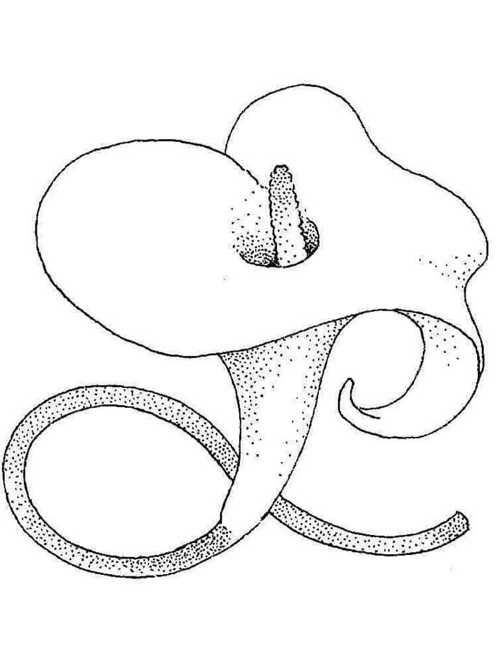 Lilie gratis druckbar ausmalbilder