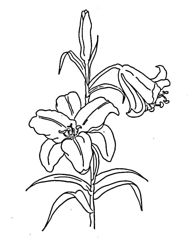 Lilie gratis ausmalbilder