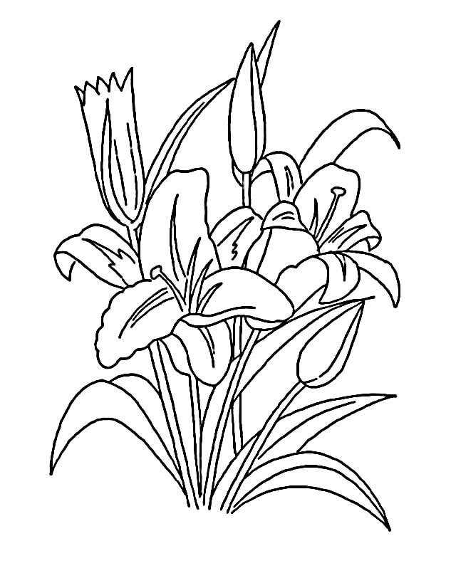 Lilie zum Drucken ausmalbilder