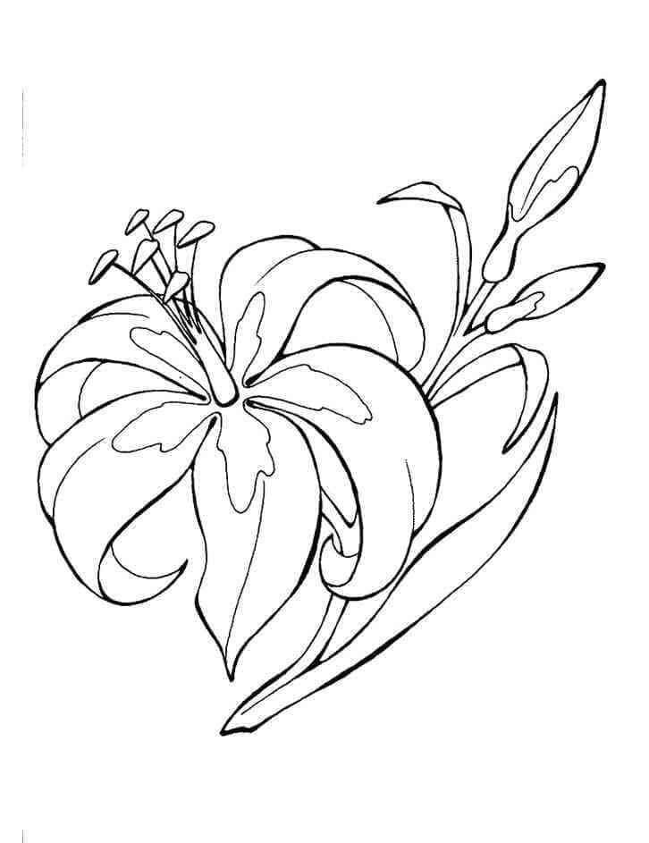 Lilienblume ausmalbilder