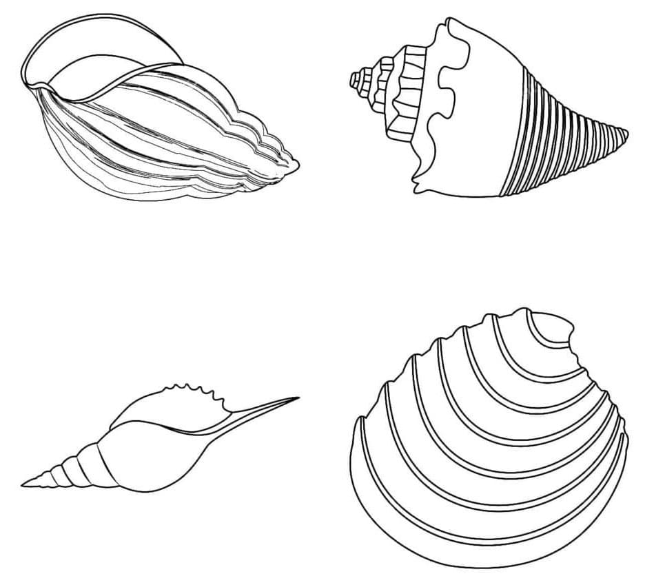 Muschel gratis druckbar ausmalbilder