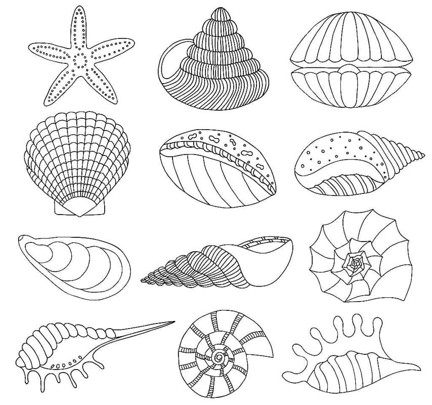 Muschel kostenlos für Kinder ausmalbilder