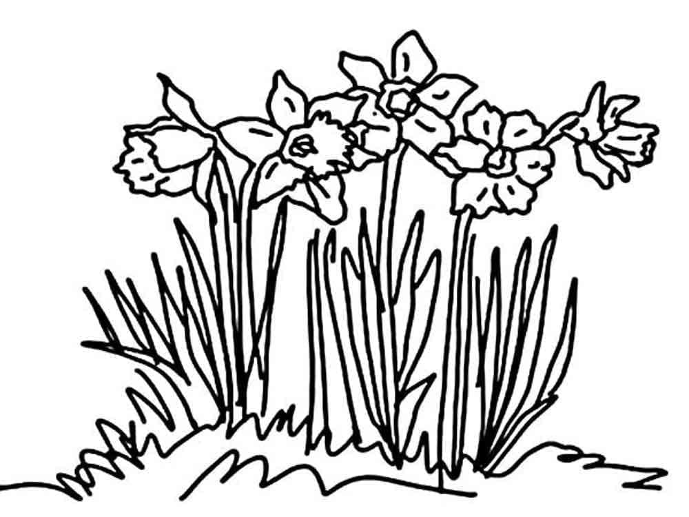 Narzisse Bild ausmalbilder