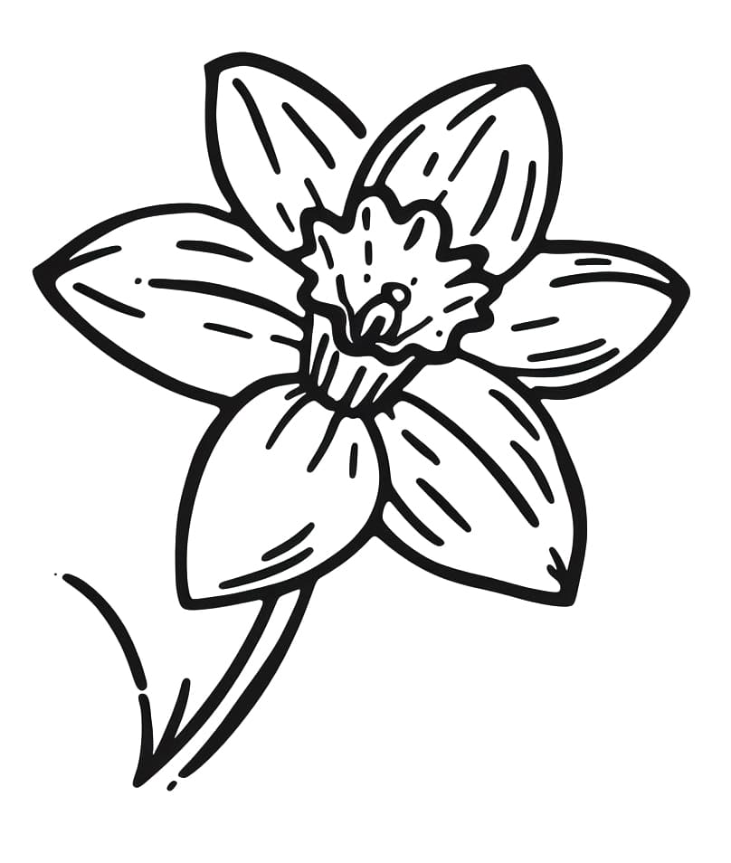 Narzissenbild gratis ausmalbilder