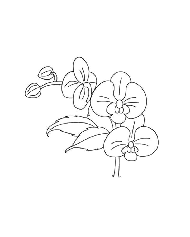 Orchidee Bild ausmalbilder