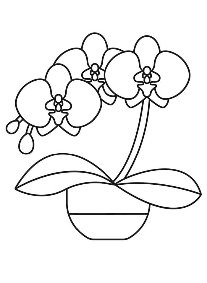 Orchidee ausdrucken ausmalbilder