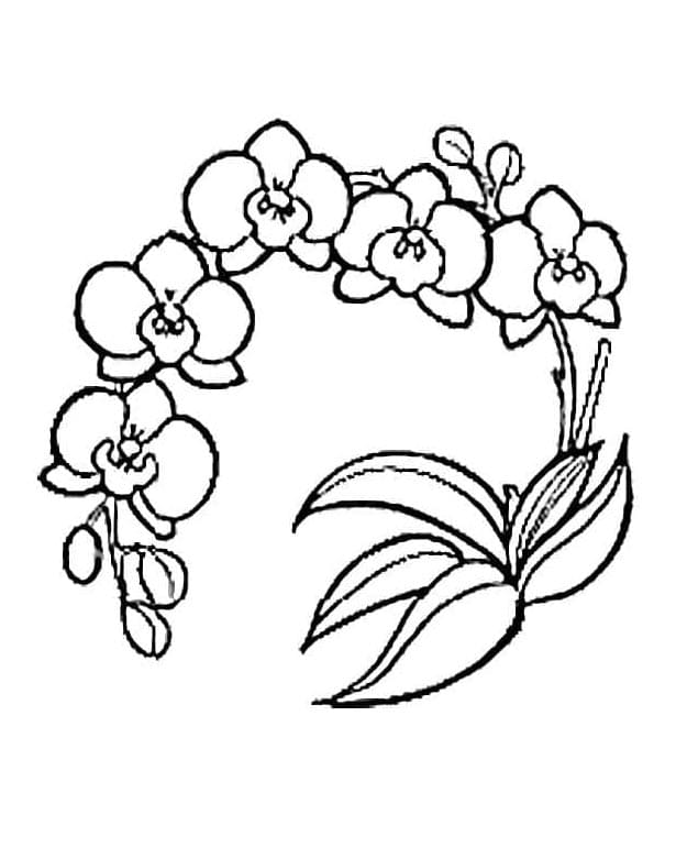 Orchidee druckbar für Kinder ausmalbilder