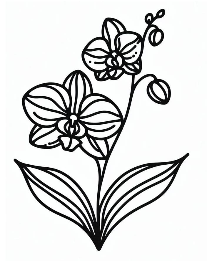 Orchidee für Kinder ausmalbilder