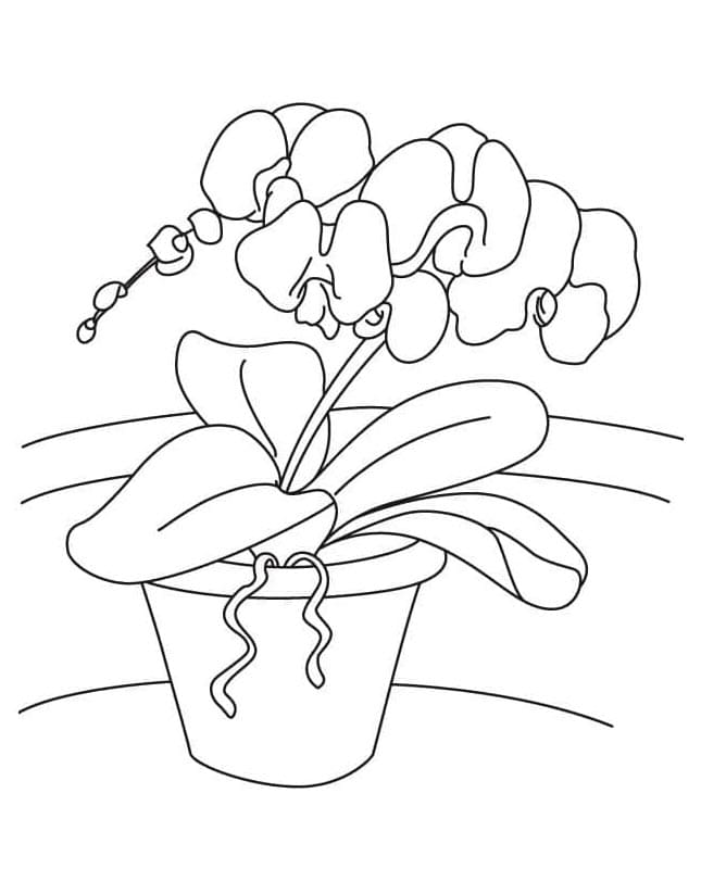 Orchidee gratis ausmalbilder