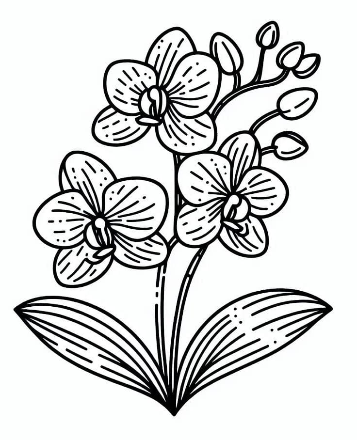 Orchidee kostenlos für Kinder ausmalbilder