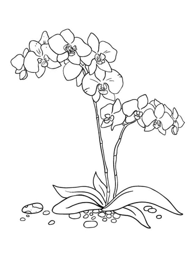 Orchidee kostenlos ausmalbilder