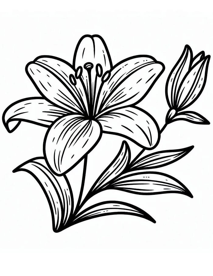 Perfekte Lilie ausmalbilder