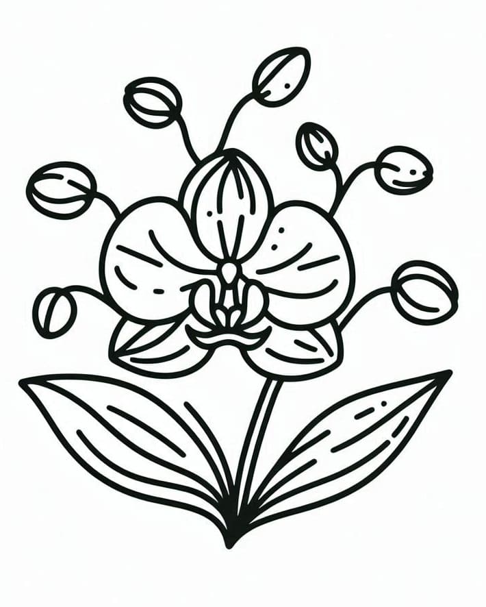 Perfekte Orchidee ausmalbilder