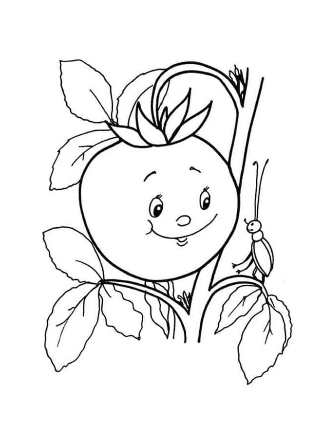 Rote Tomate ausmalbilder