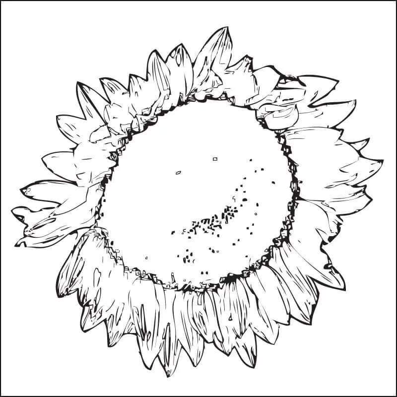 Sonnenblume 2 ausmalbilder