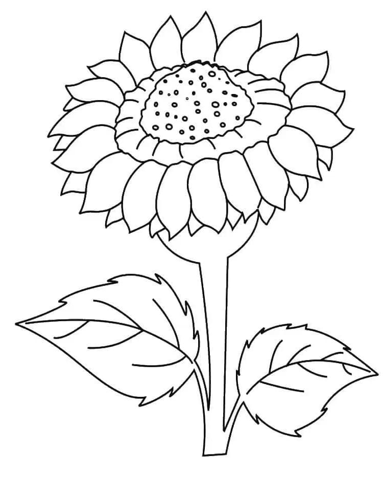 Sonnenblume kostenlos ausmalbilder