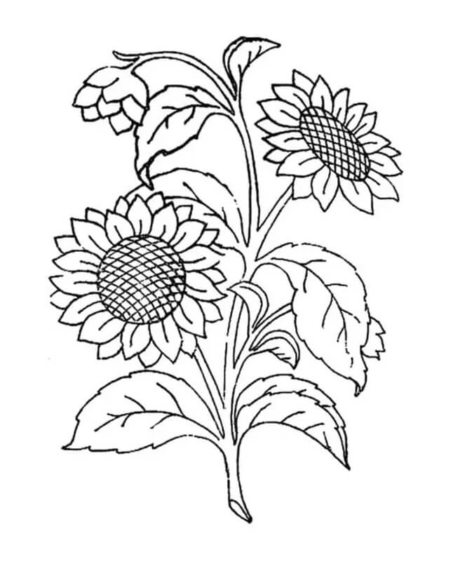 Sonnenblumenbild zum Drucken ausmalbilder