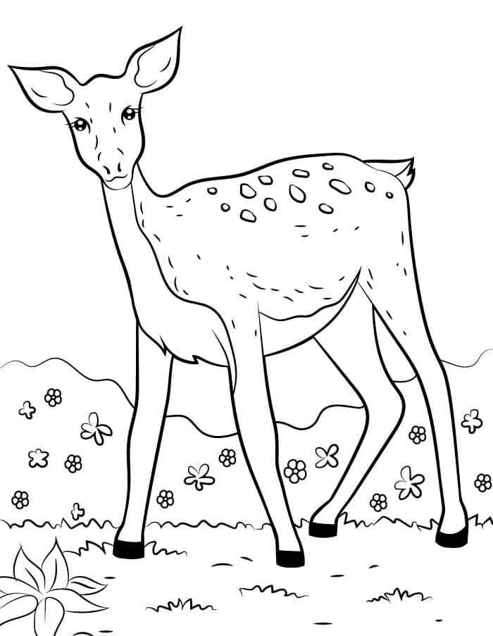 Süßer Hirsch ausmalbilder