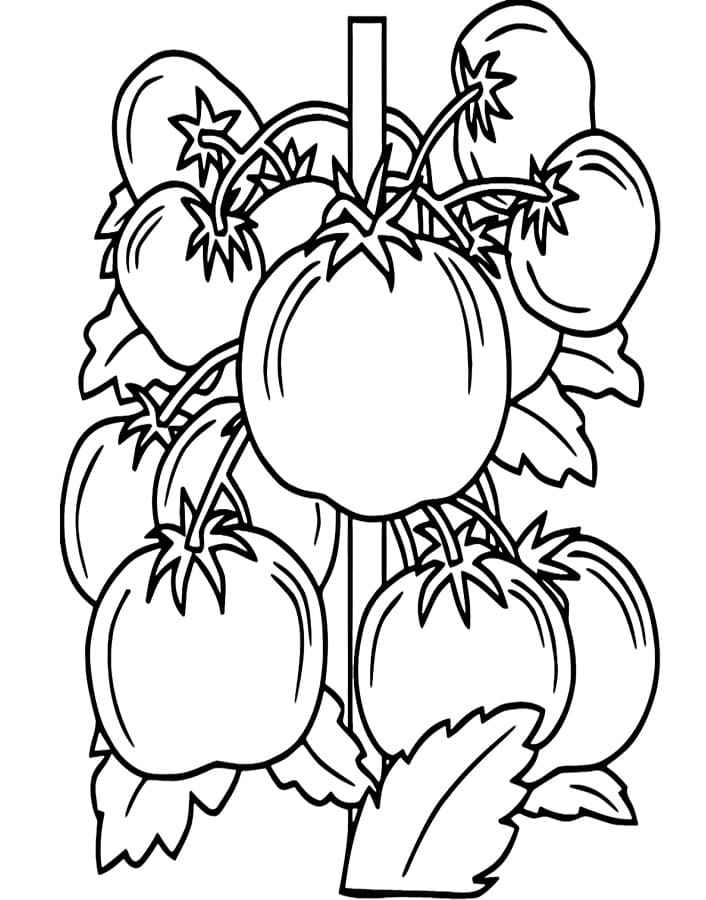 Tomate druckbereit ausmalbilder