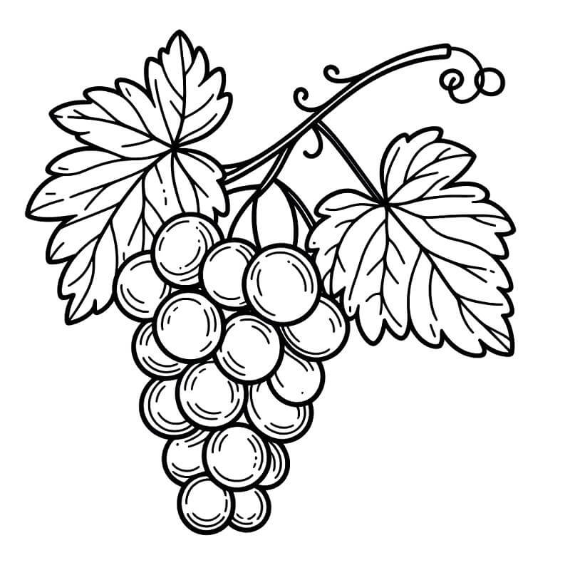 Trauben Druckversion ausmalbilder