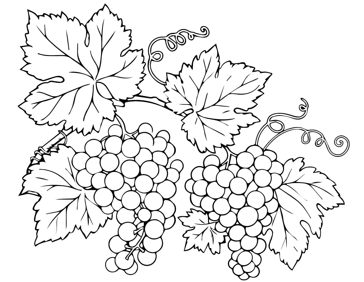 Trauben cho 5-jährige Kinder ausmalbilder
