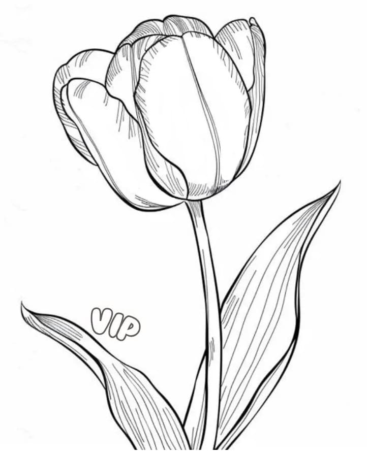 Tulpe kostenlos ausmalbilder