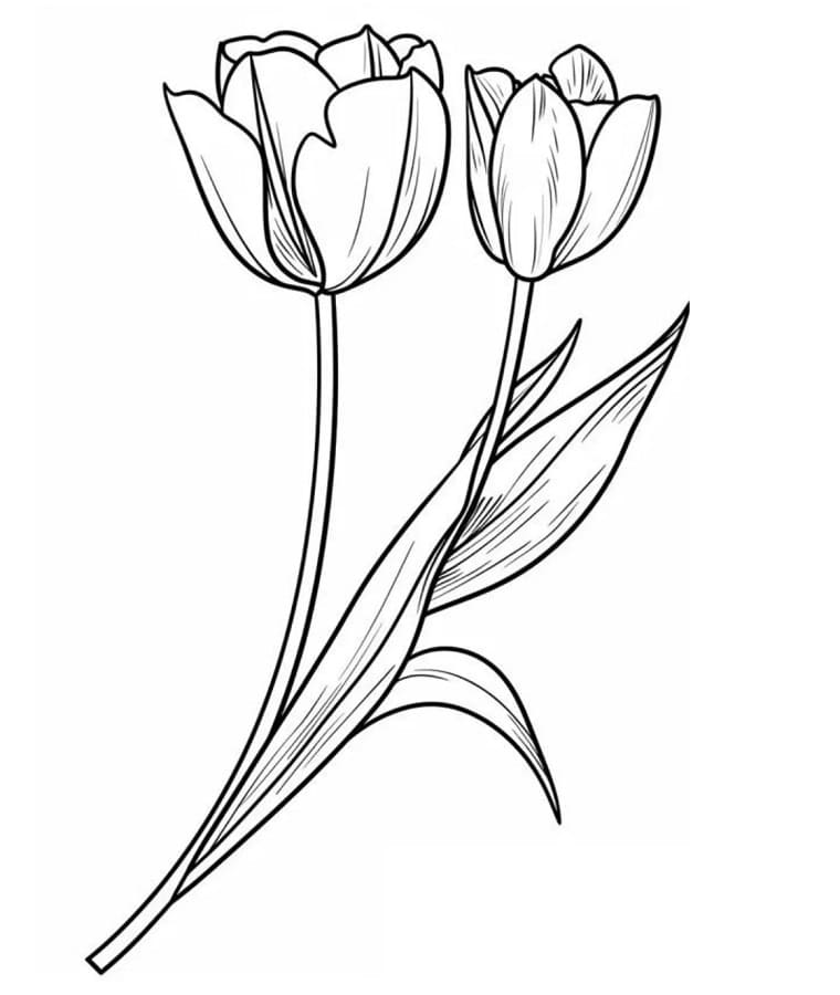Tulpenblume ausmalbilder