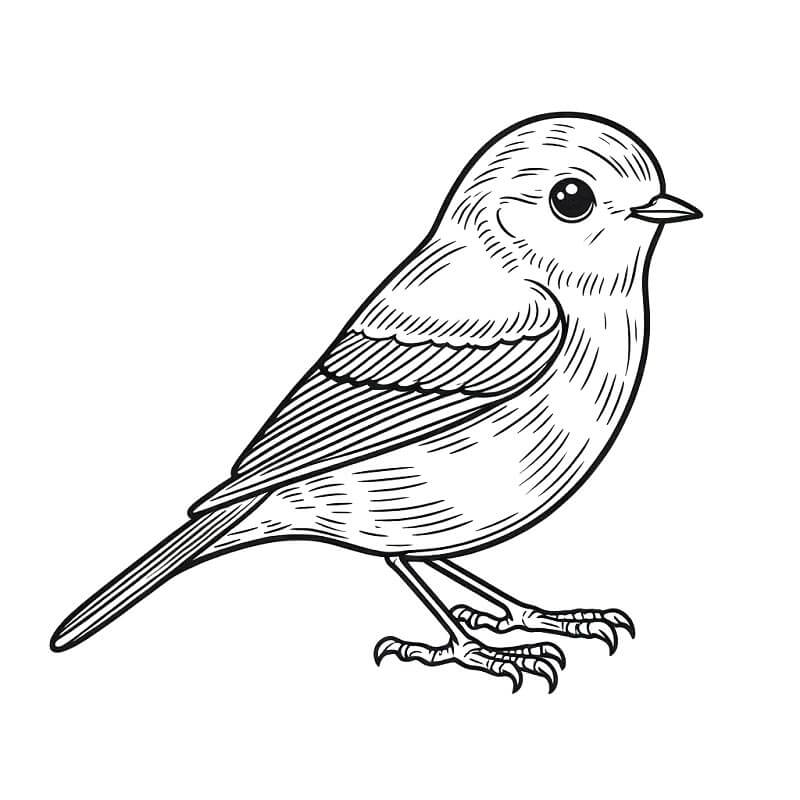 Vogel Für 1-Jährige Kinder ausmalbilder