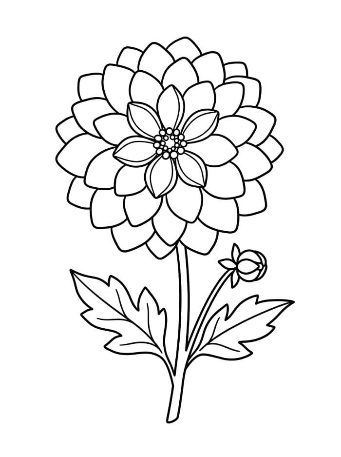 Wundervolle Dahlie ausmalbilder