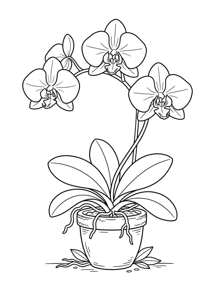 Wundervolle Orchidee ausmalbilder