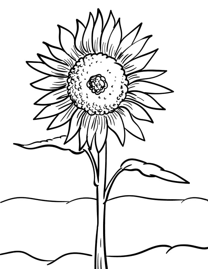 Wundervolle Sonnenblume ausmalbilder