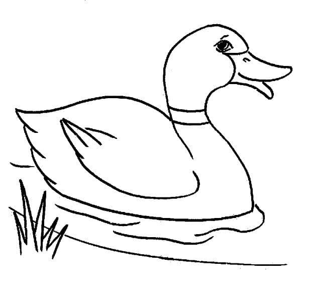 Ente Bild ausmalbilder