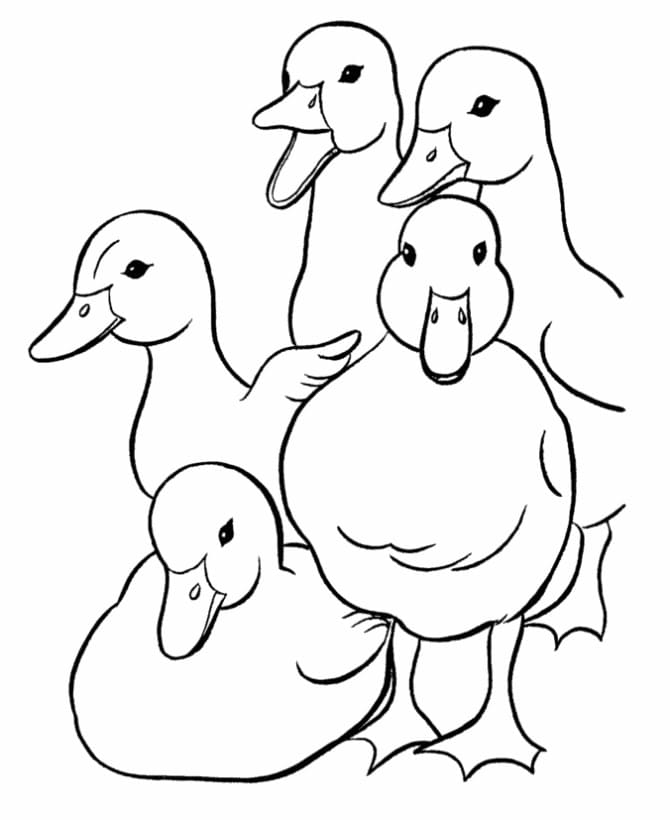 Ente ausdruckbar Bild ausmalbilder