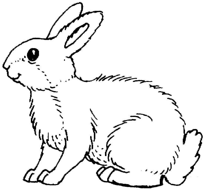 Hase für 6-jährige Kinder ausmalbilder