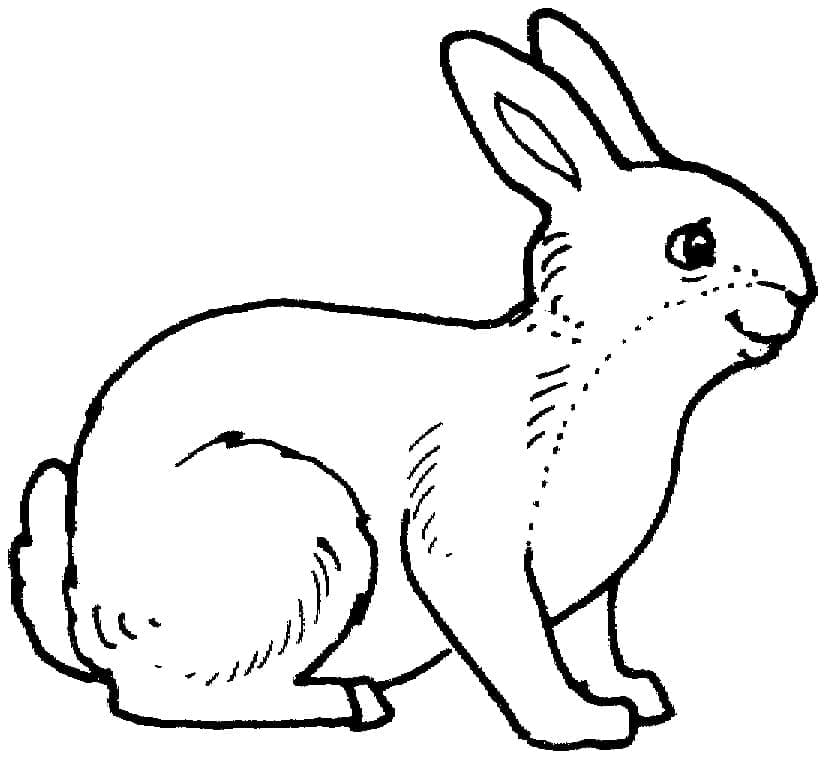 Hase ausmalbilder