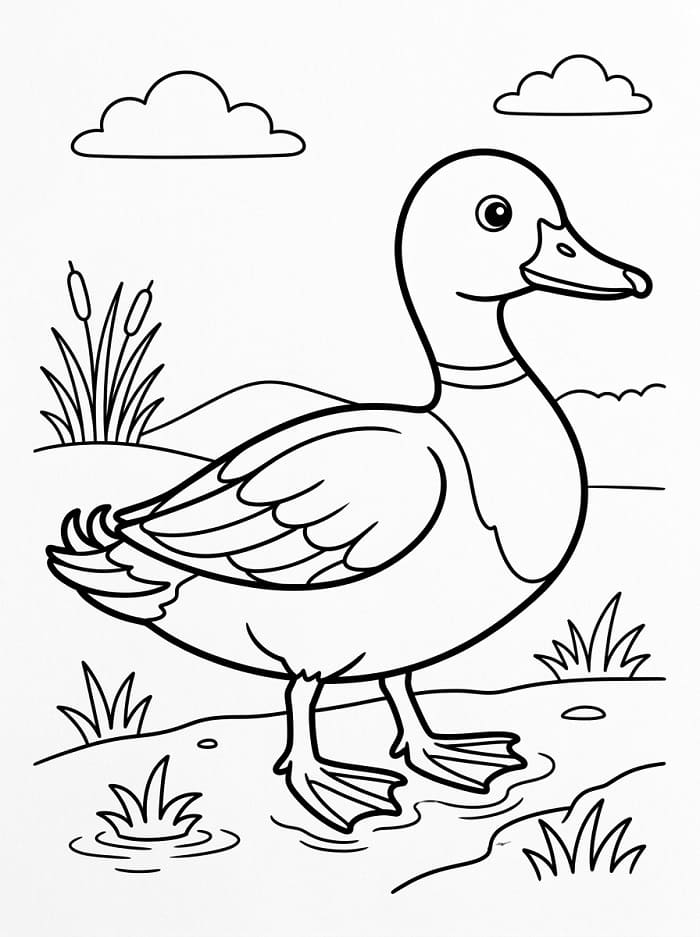 Enten ausmalbilder